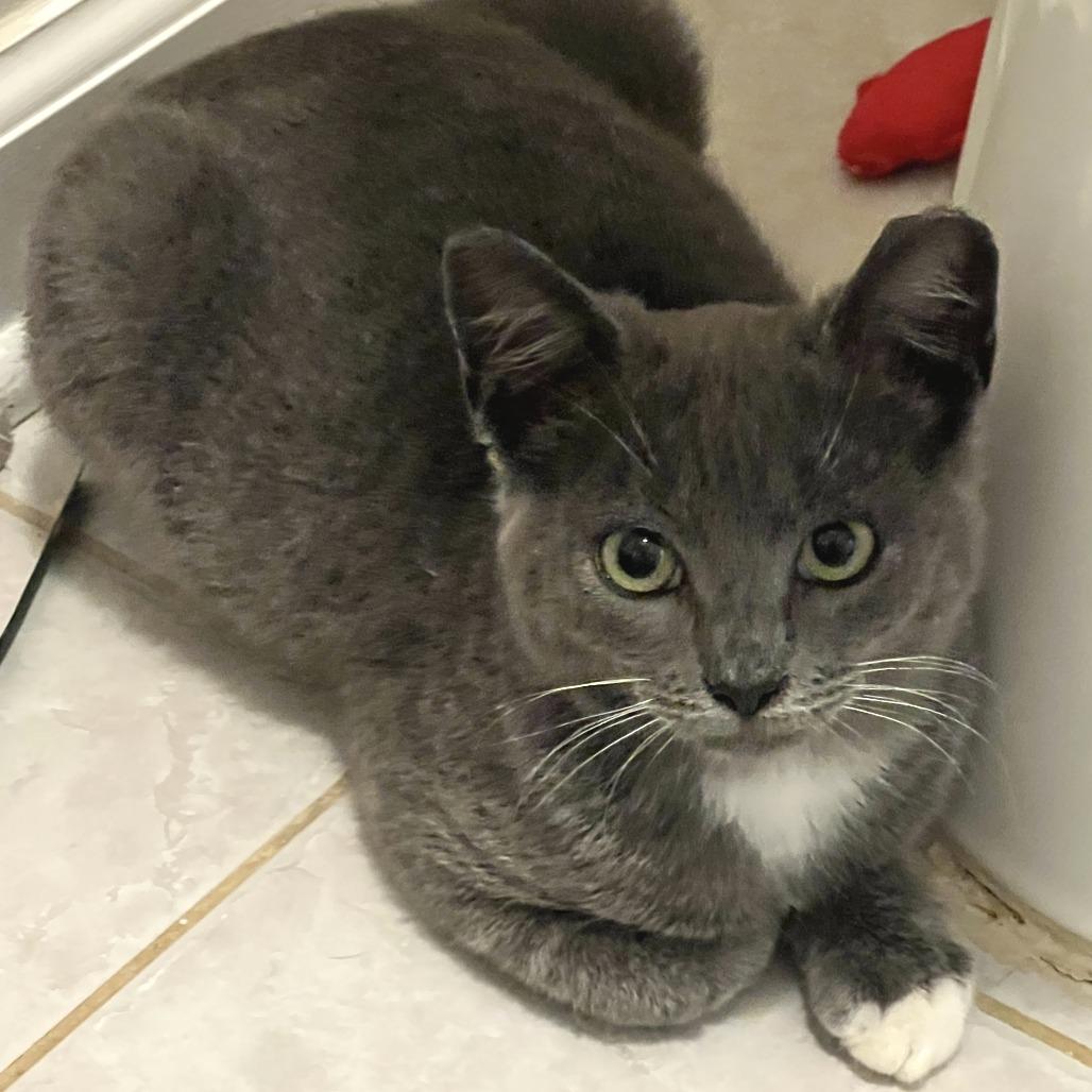 Enlarge Skye, a Adoptable Domestic Short Hair in Folsom, LA image 2/3