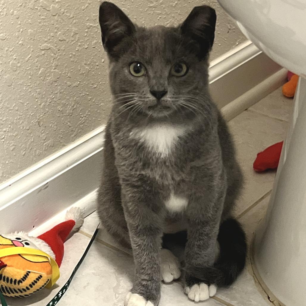 Enlarge Skye, a Adoptable Domestic Short Hair in Folsom, LA image 3/3