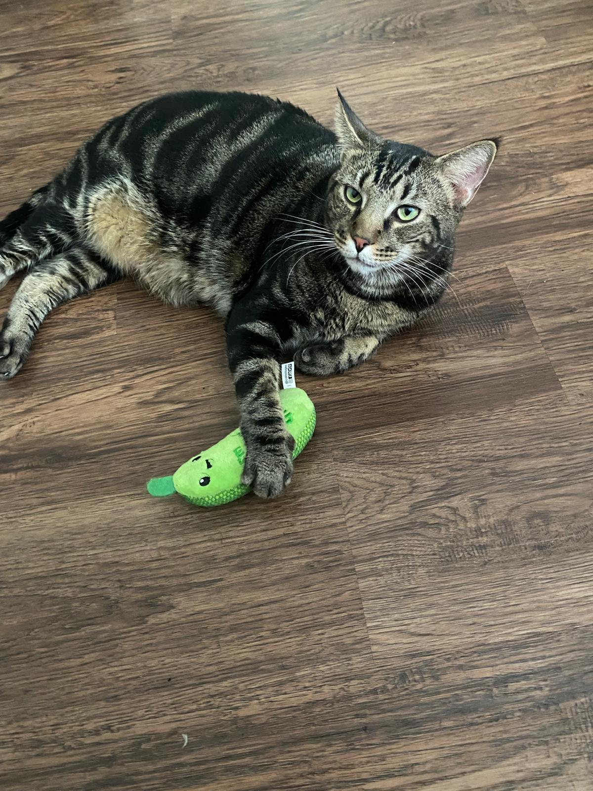 Dash, a Adopted Domestic Short Hair in Kissimmee, FL image 1/3