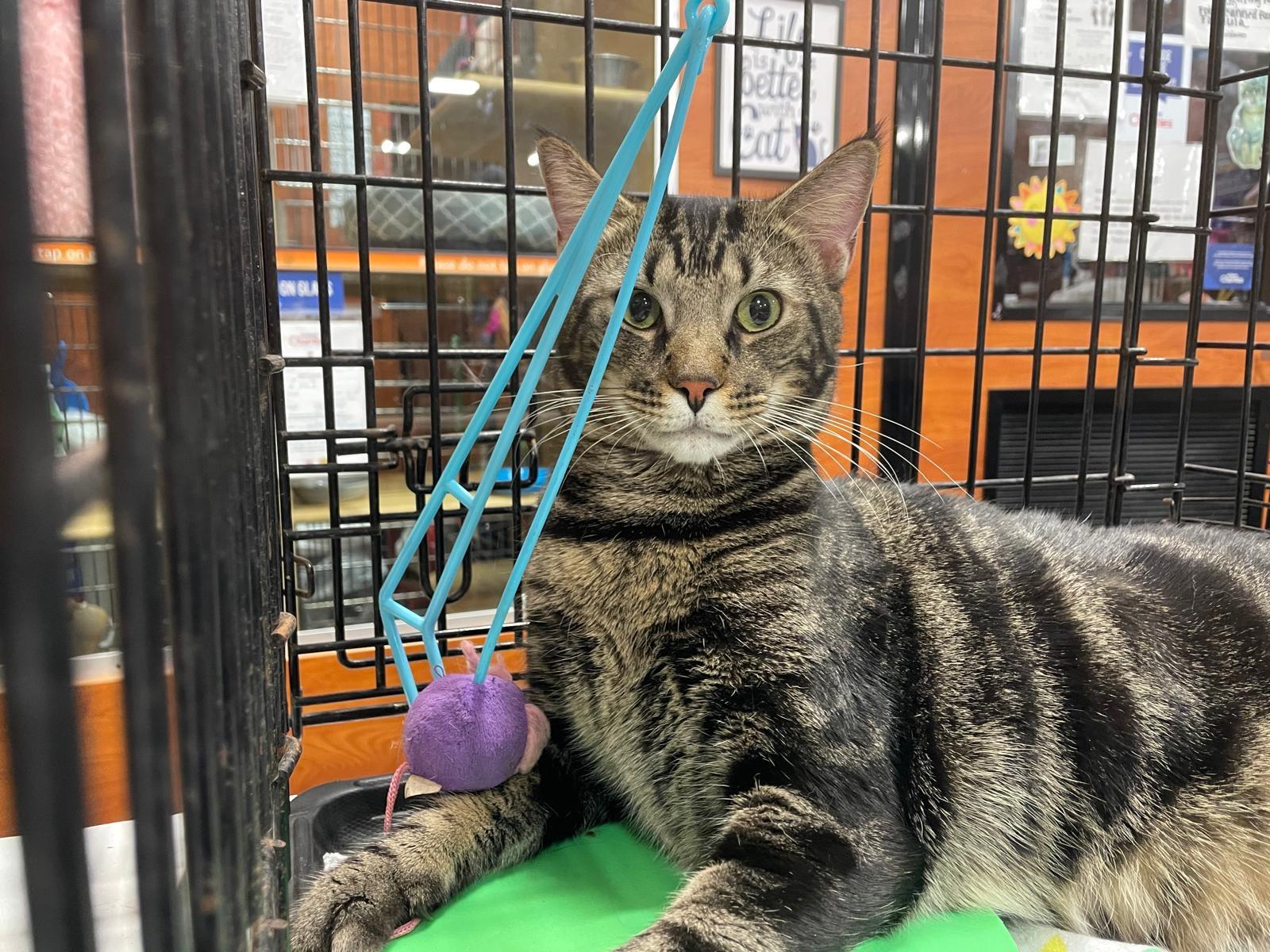 Dash, a Adopted Domestic Short Hair in Kissimmee, FL image 2/3