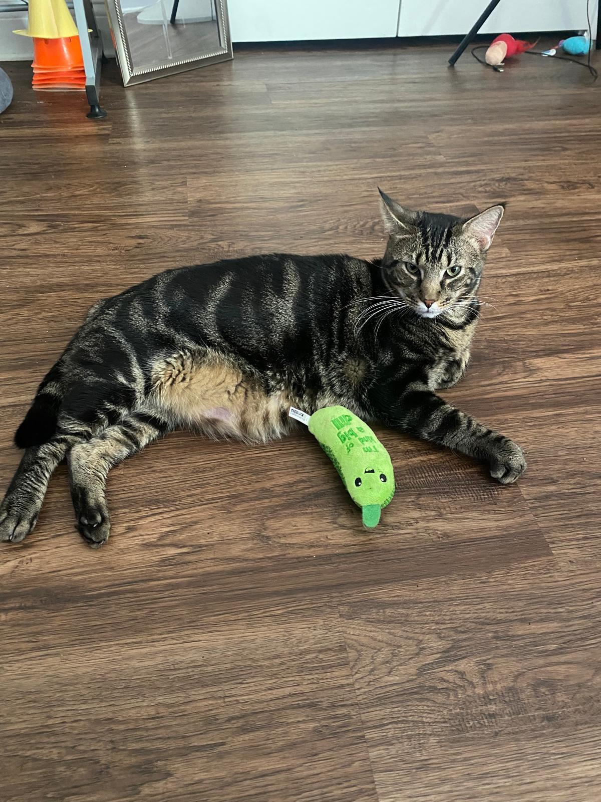 Dash, a Adopted Domestic Short Hair in Kissimmee, FL image 3/3