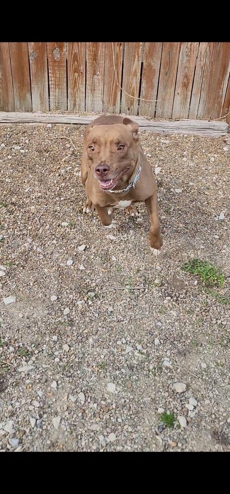 Enlarge CJ, a Adoptable mixed breed in Evansville, IN image 1/6