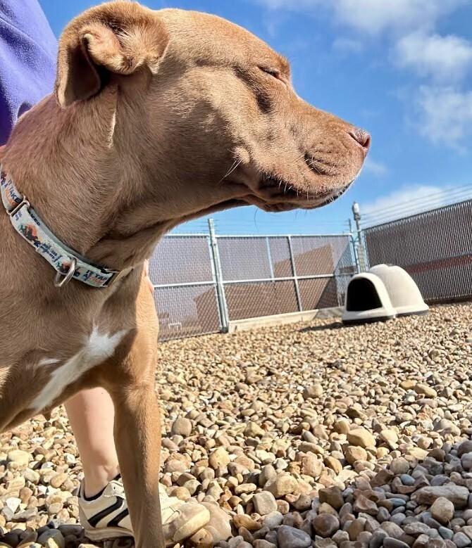 Enlarge CJ, a Adoptable mixed breed in Evansville, IN image 2/6