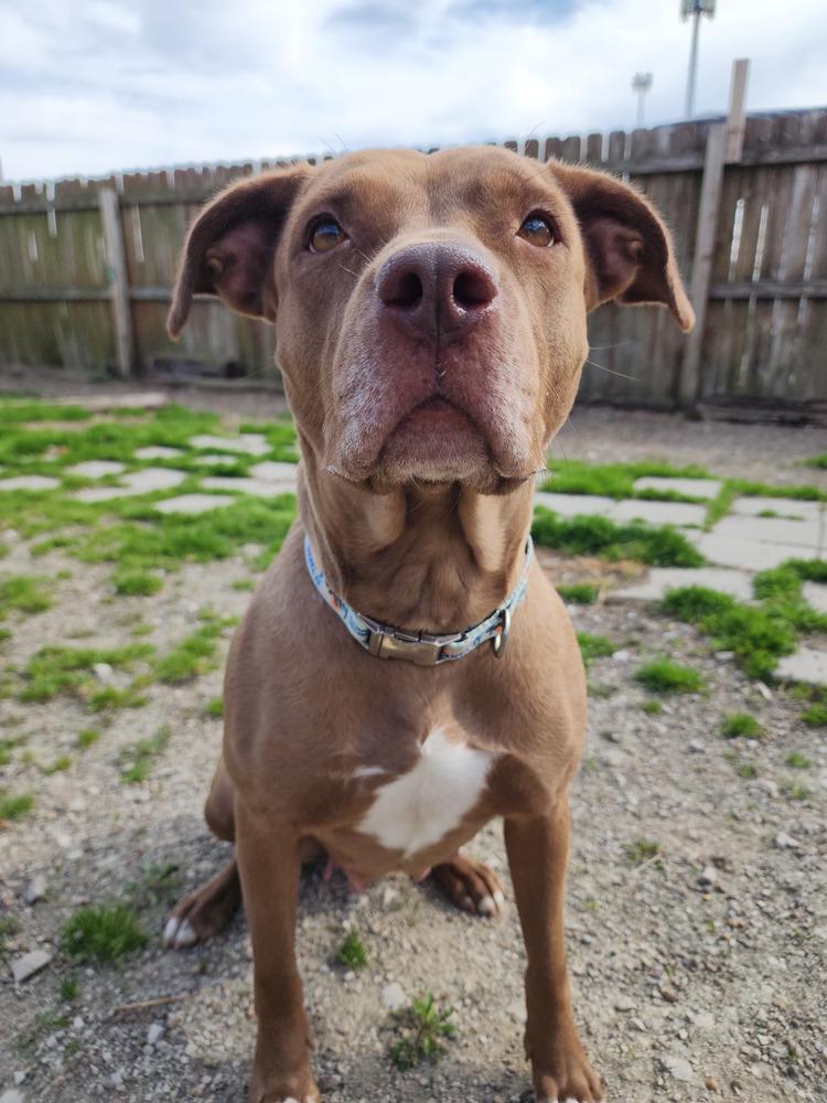 Enlarge CJ, a Adoptable mixed breed in Evansville, IN image 3/6