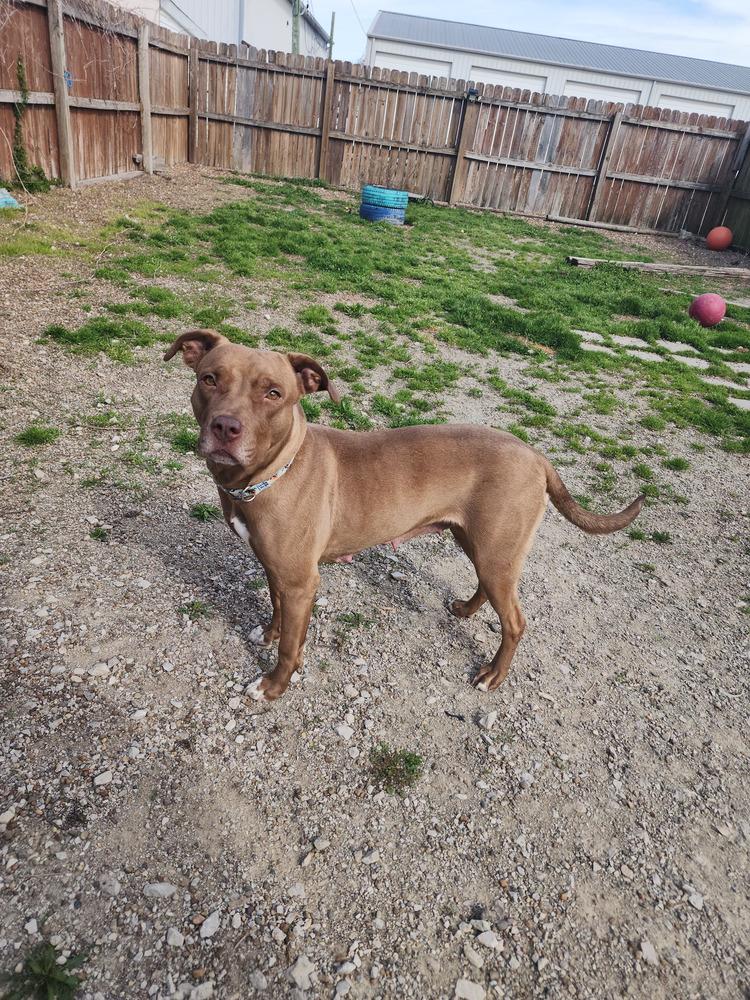 Enlarge CJ, a Adoptable mixed breed in Evansville, IN image 4/6