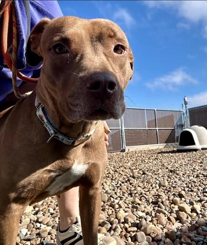 Enlarge CJ, a Adoptable mixed breed in Evansville, IN image 5/6