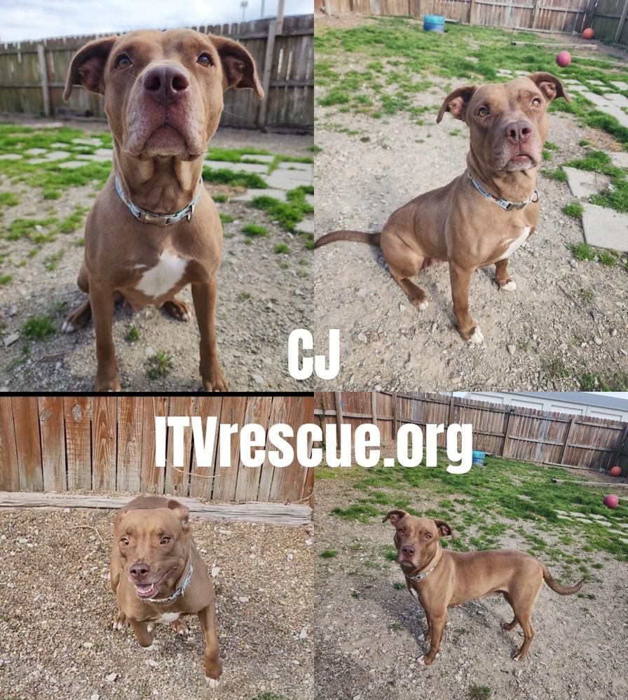 Enlarge CJ, a Adoptable mixed breed in Evansville, IN image 5/6