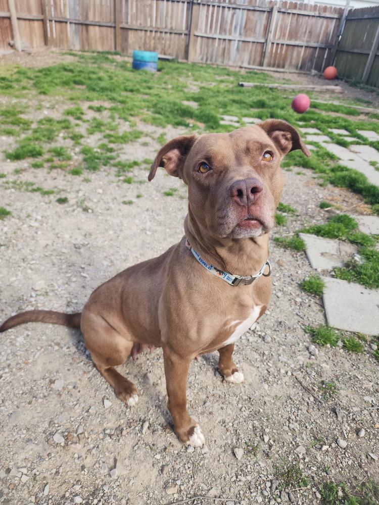 Enlarge CJ, a Adoptable mixed breed in Evansville, IN image 6/6