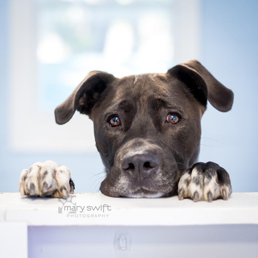 Rufus, Adult Male Labrador Retriever
