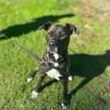 Rufus photo 3