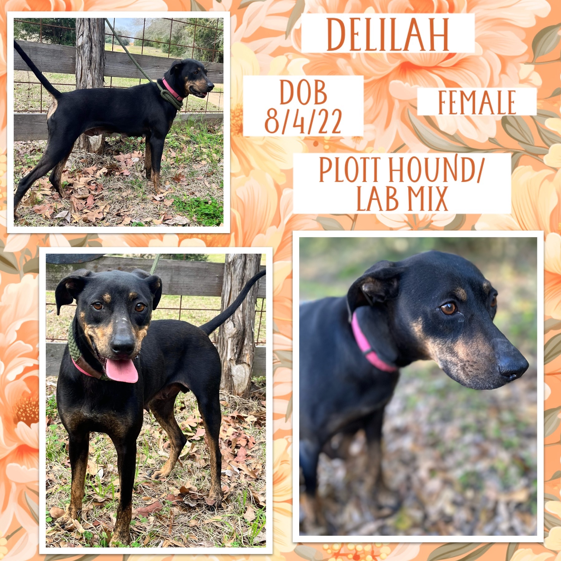 Dog for adoption Delilah, a Plott Hound & Labrador Retriever Mix in