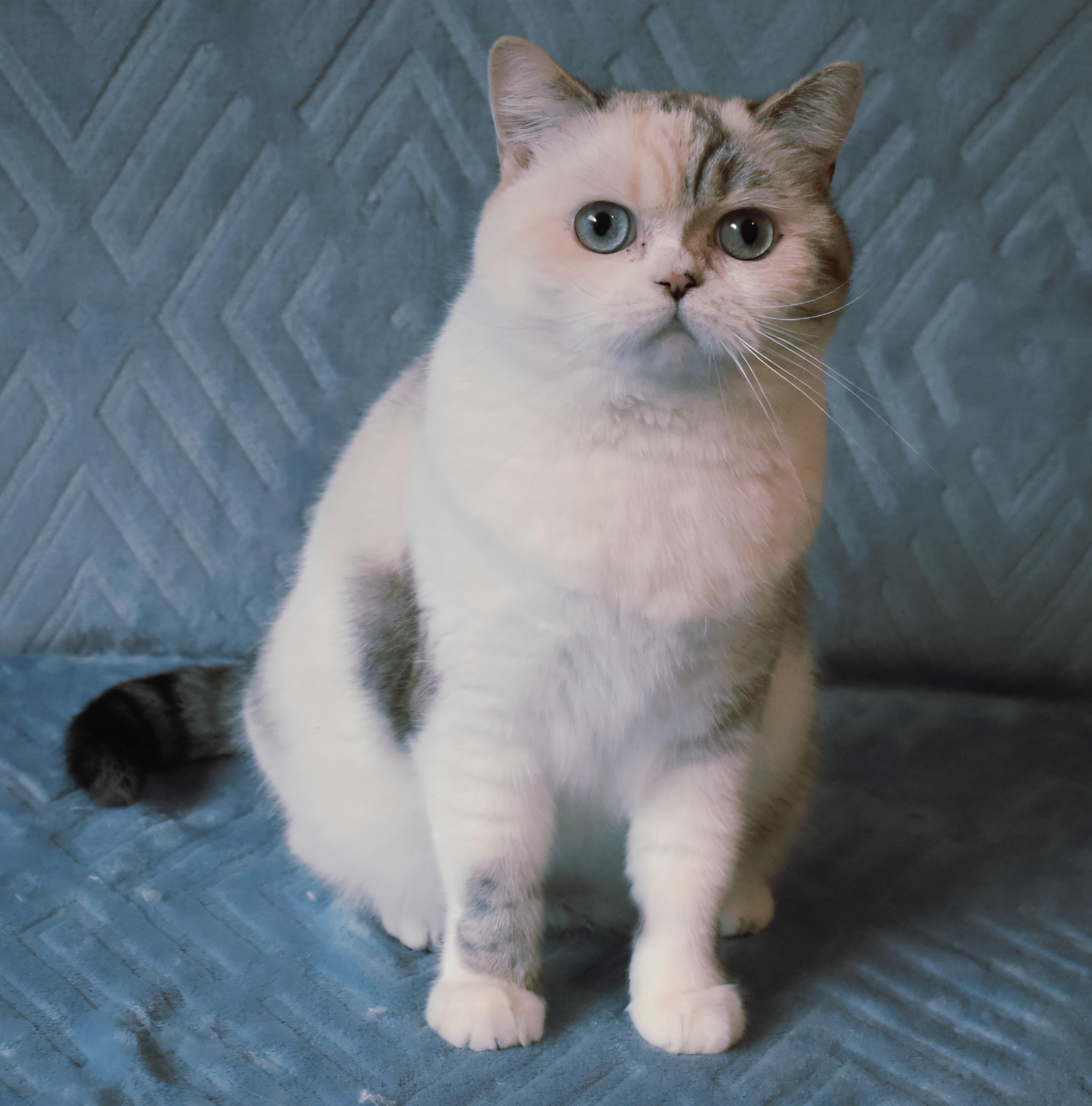 Enlarge Lily, an adopted mixed breed in Davis, CA image 3/3