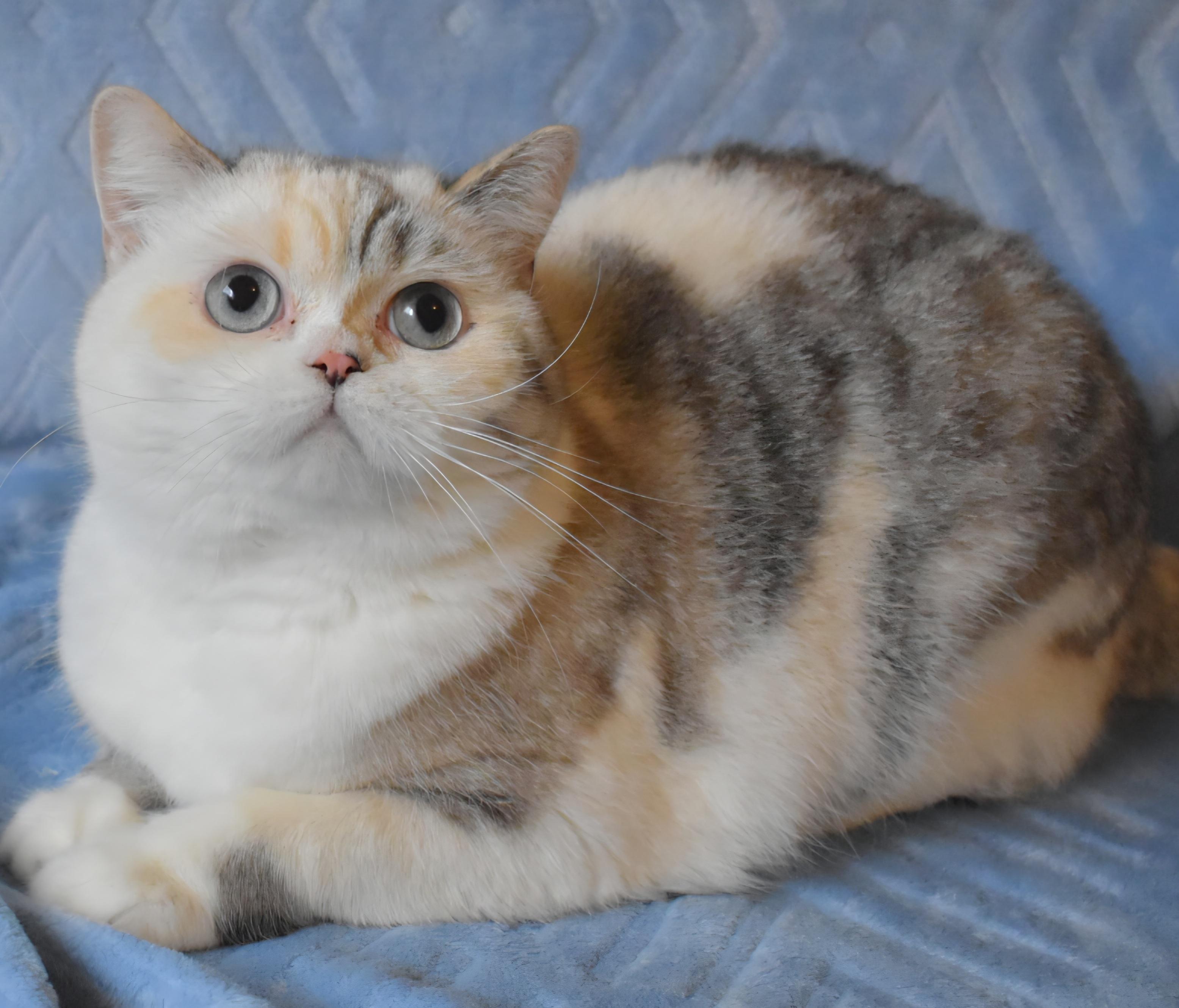 Enlarge Lily, an adopted mixed breed in Davis, CA image 2/3