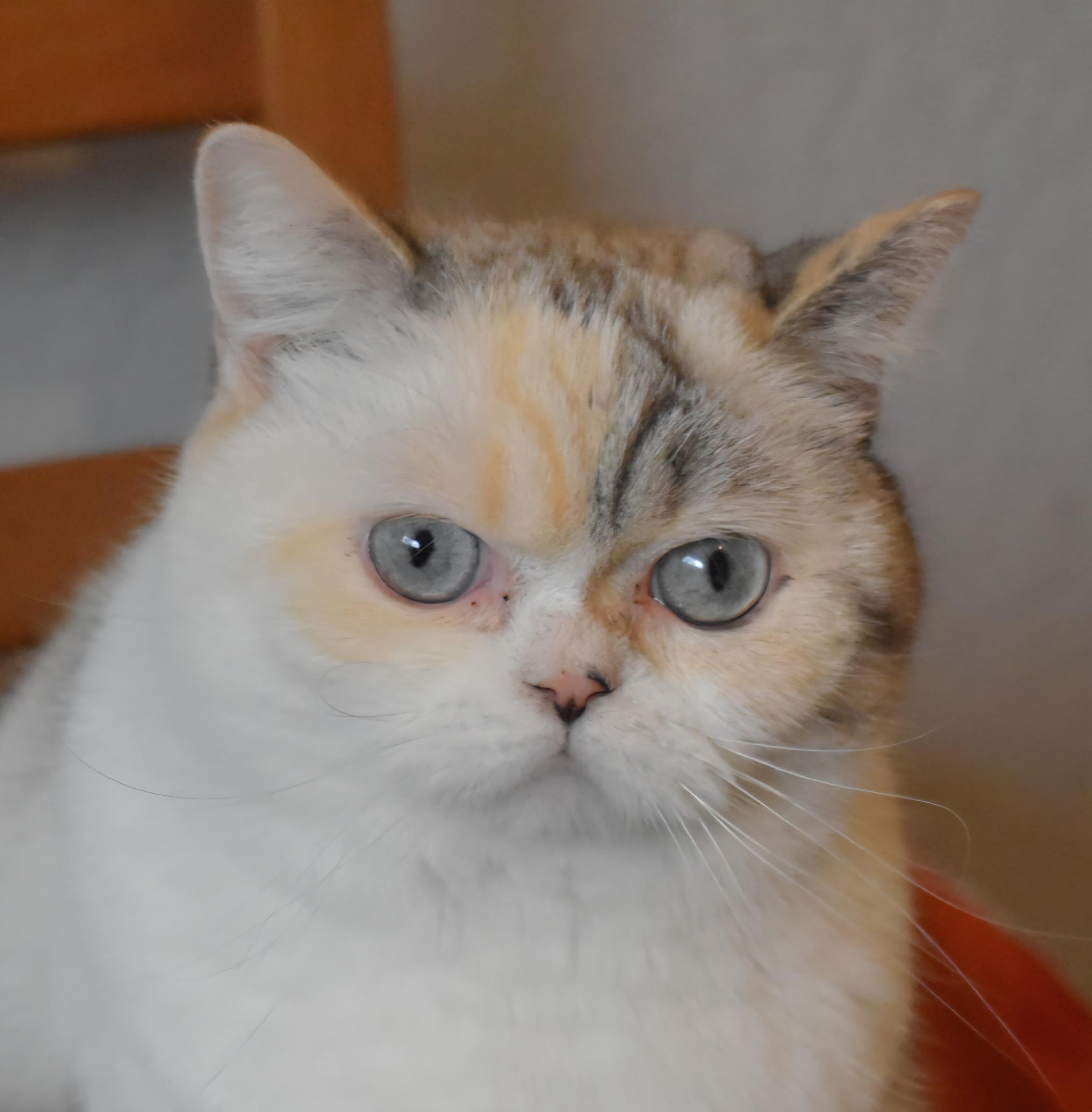 Enlarge Lily, an adopted mixed breed in Davis, CA image 1/3