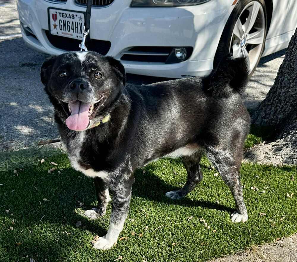 Jay, Adoptable, Adult Male Pug & Australian Cattle Dog / Blue Heeler.