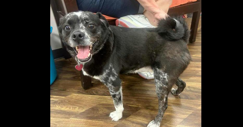 Enlarge Jay, a Adoptable mixed breed in Richardson, TX image 2/6