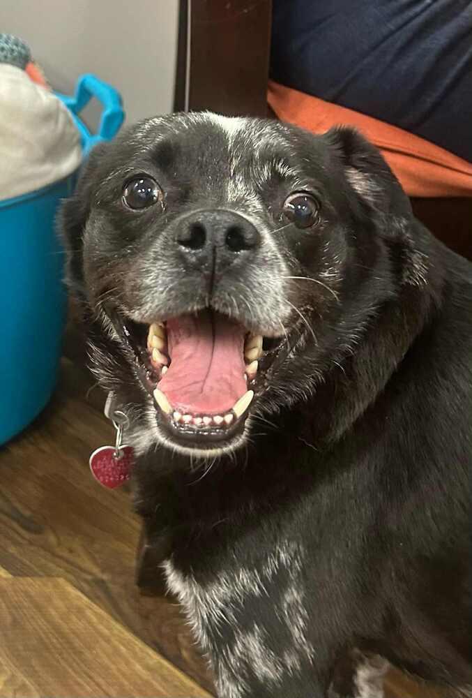 Enlarge Jay, a Adoptable mixed breed in Richardson, TX image 3/6