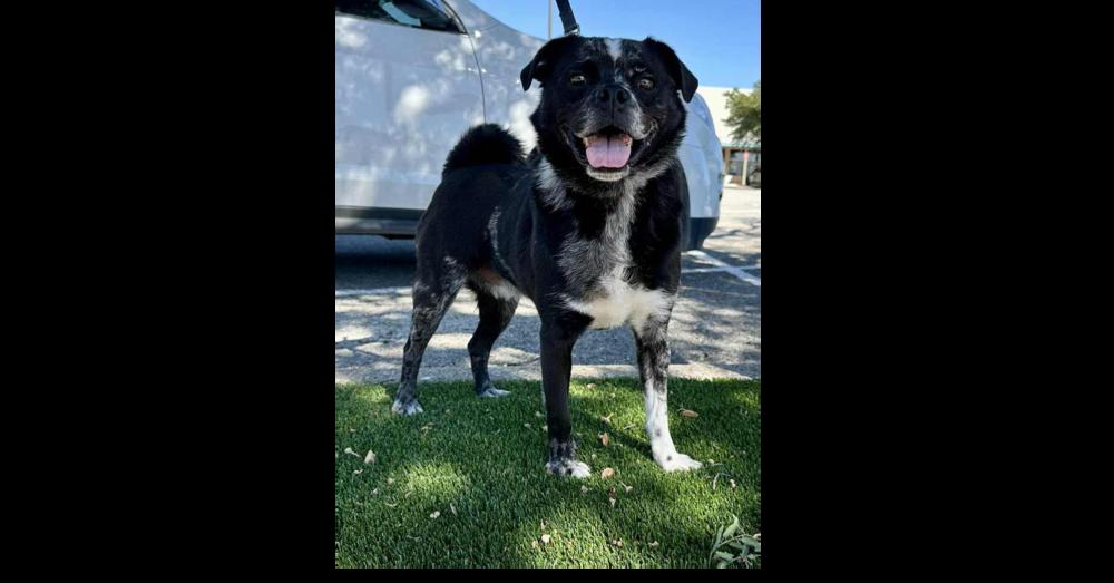 Enlarge Jay, a Adoptable mixed breed in Richardson, TX image 5/6