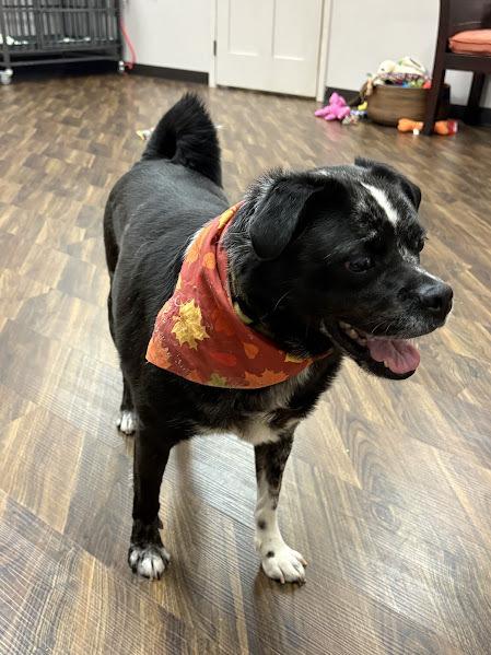 Enlarge Jay, a Adoptable mixed breed in Richardson, TX image 6/6