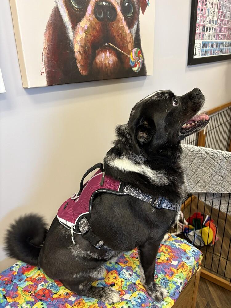 Jay, a Adoptable mixed breed in Richardson, TX image 6/6