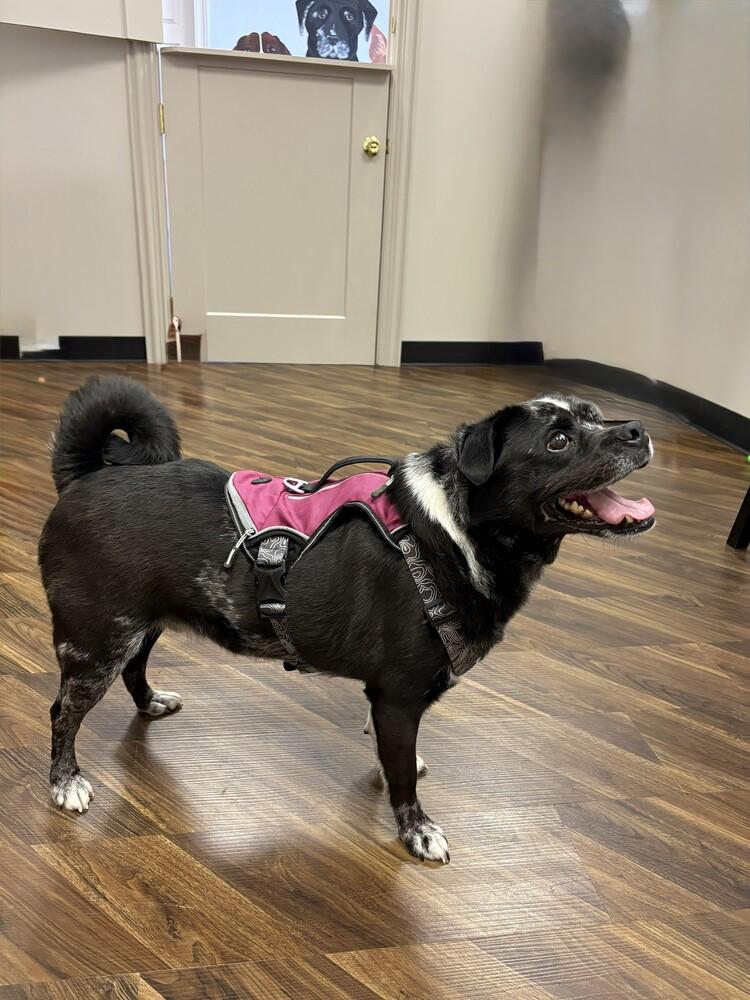 Enlarge Jay, a Adoptable mixed breed in Richardson, TX image 6/6