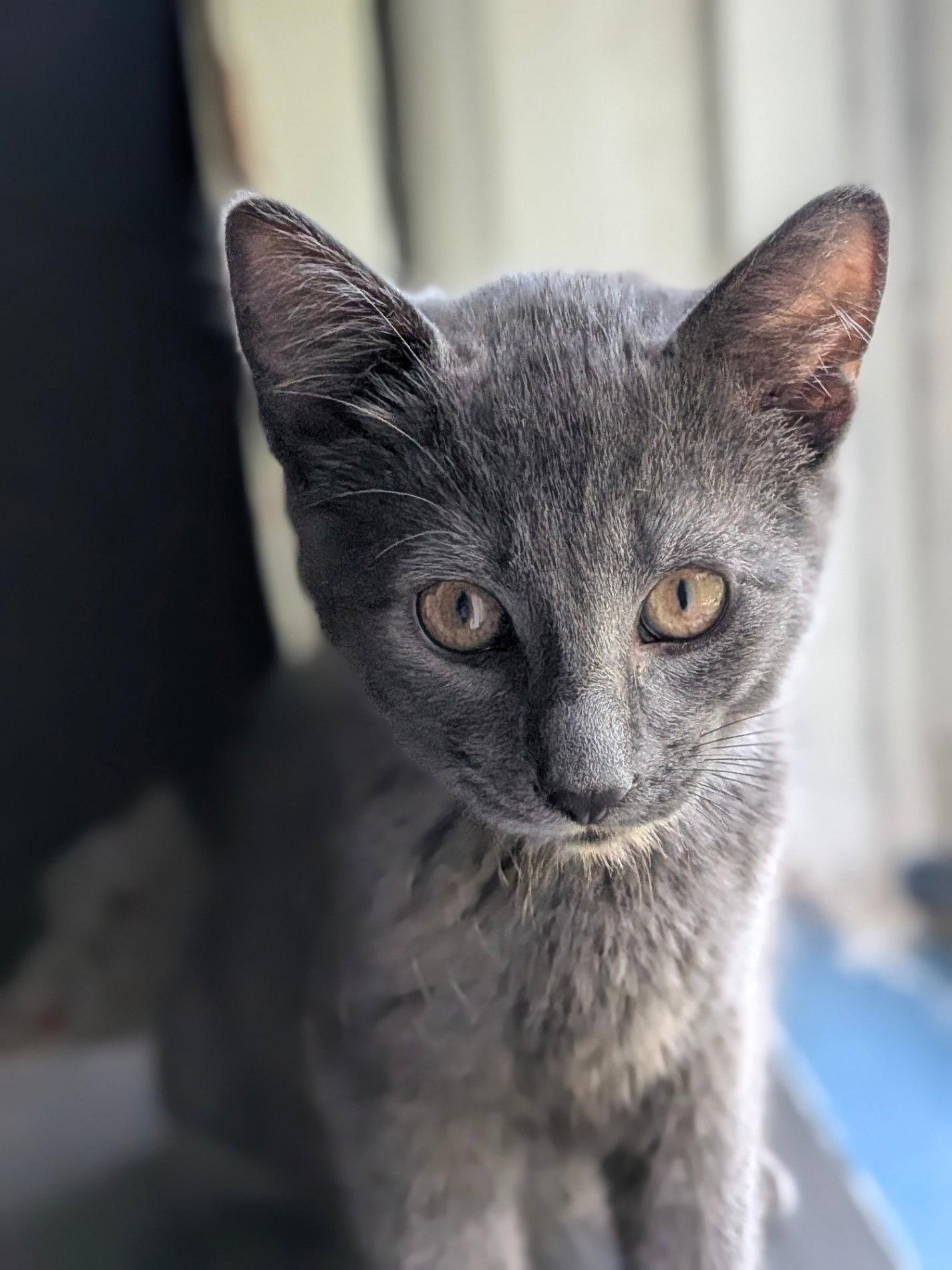 Enlarge Norm, a Adopted Domestic Short Hair in Whitehall, PA image 3/3