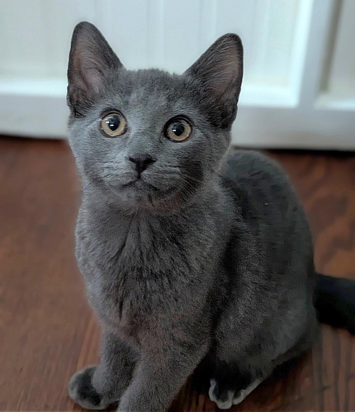 Enlarge Norm, a Adopted Domestic Short Hair in Whitehall, PA image 1/3