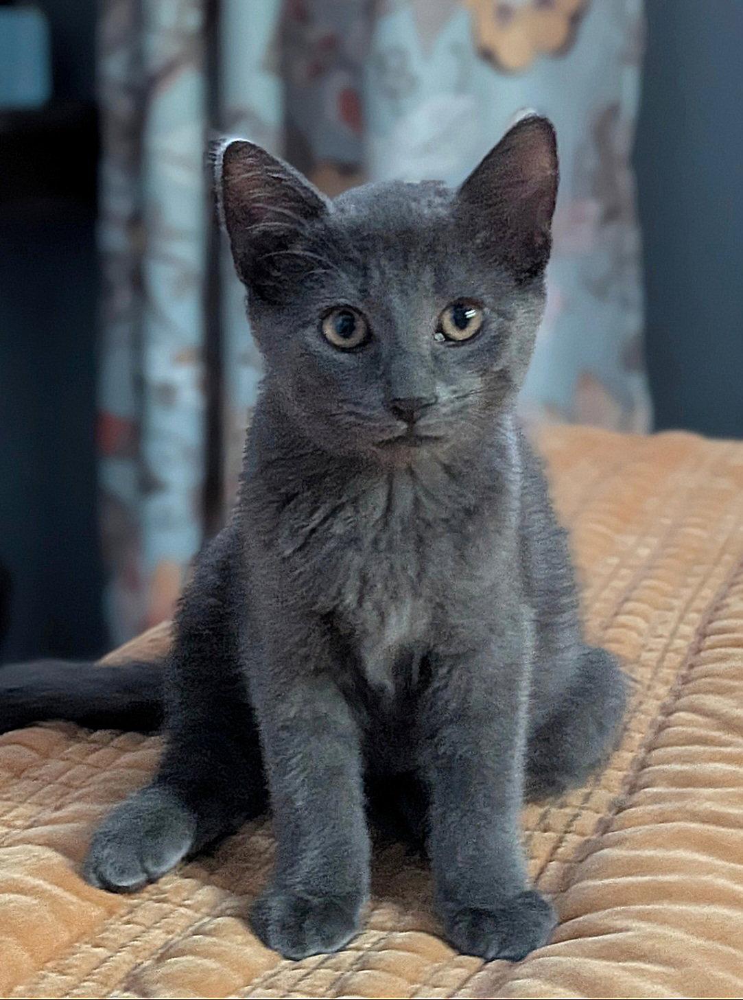 Enlarge Norm, a Adopted Domestic Short Hair in Whitehall, PA image 2/3
