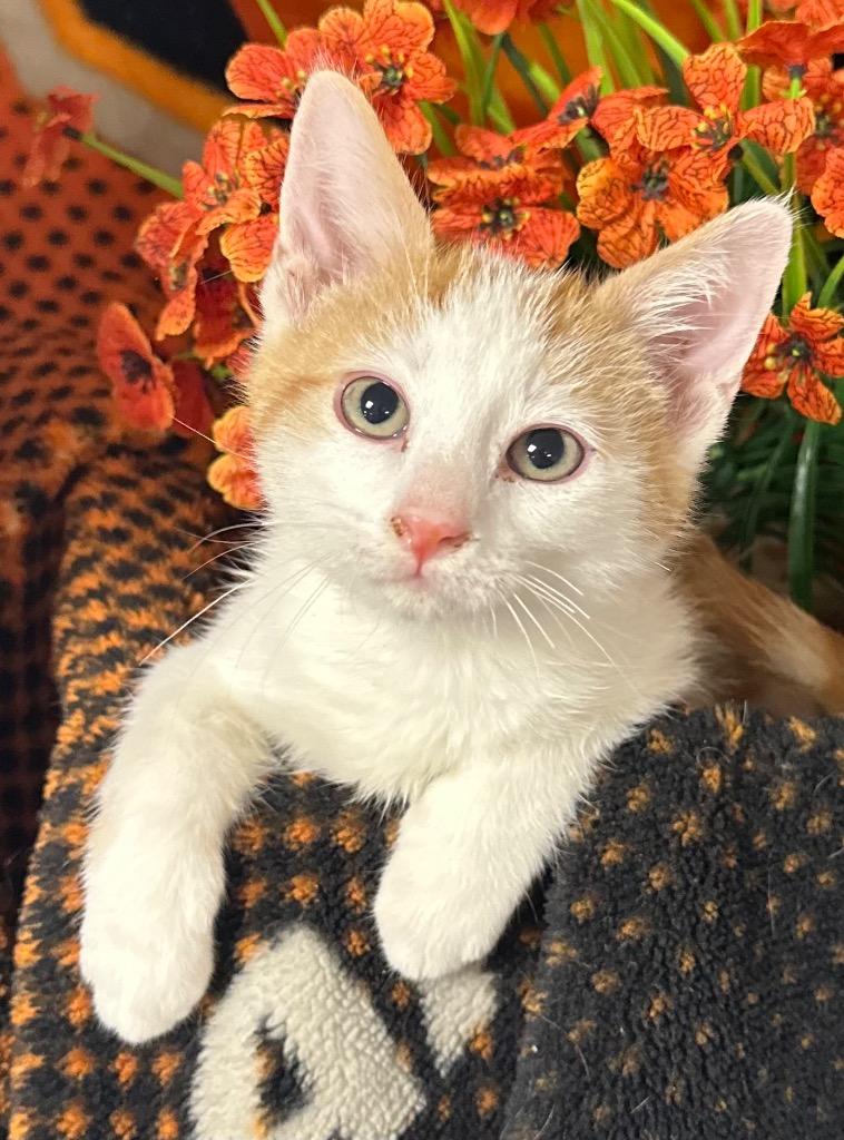 Enlarge 6/30/26 Firework, a Adoptable mixed breed in Stillwater, OK image 1/1