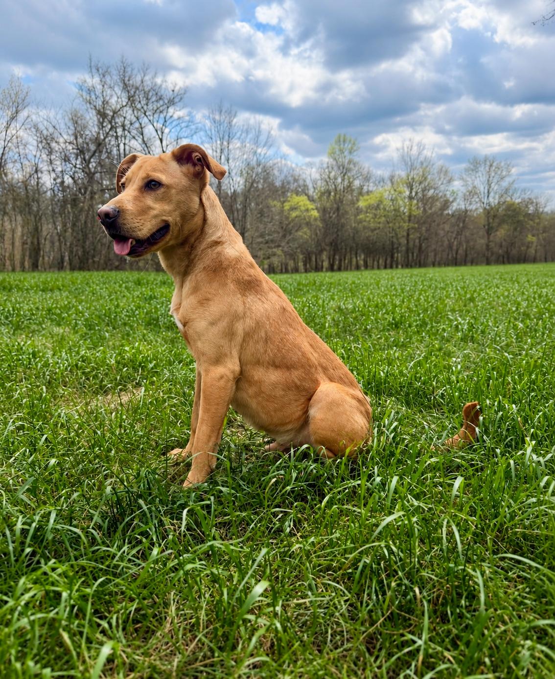 Goose, an adopted mixed breed in Nashville, TN image 3/3
