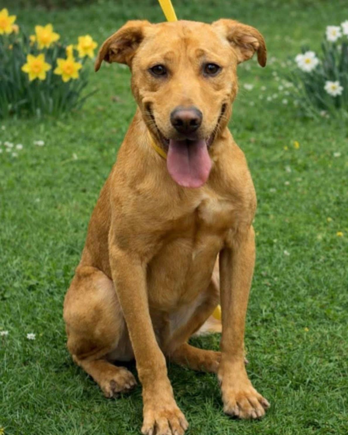 Goose, an adopted mixed breed in Nashville, TN image 2/3