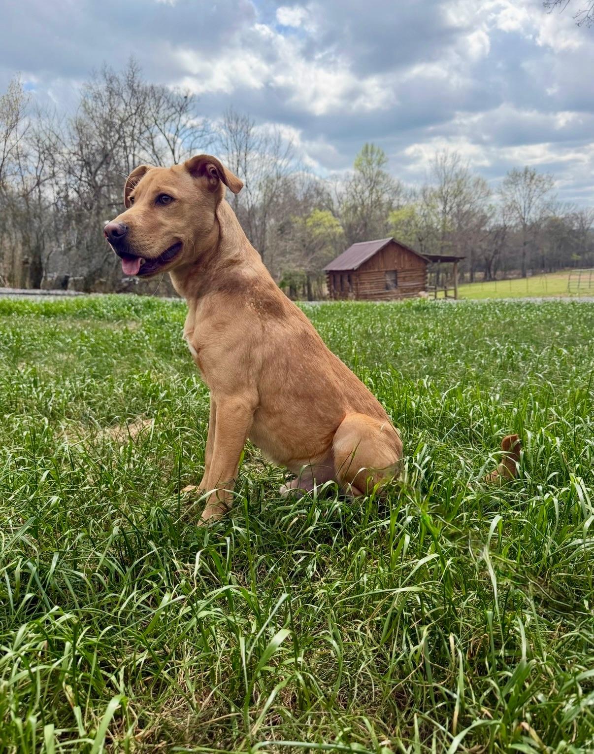 Goose, adopted, Young Male Labrador Retriever.