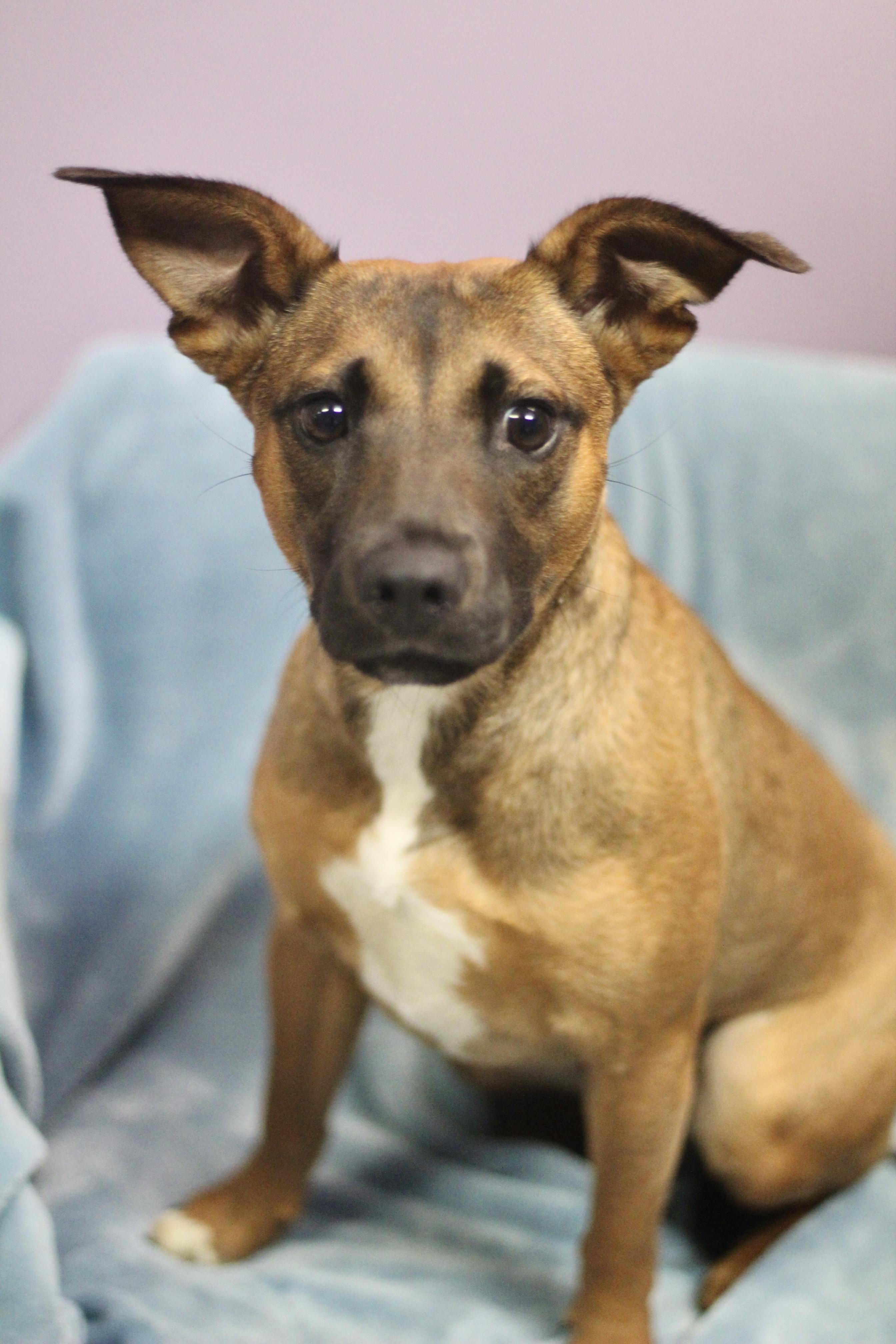 Enlarge Camden in NH. Come Meet our Adoptable Dogs Wednesday-Saturday. More info in Bio, a ADOPTABLE mixed breed in Manchester, NH image 2/3