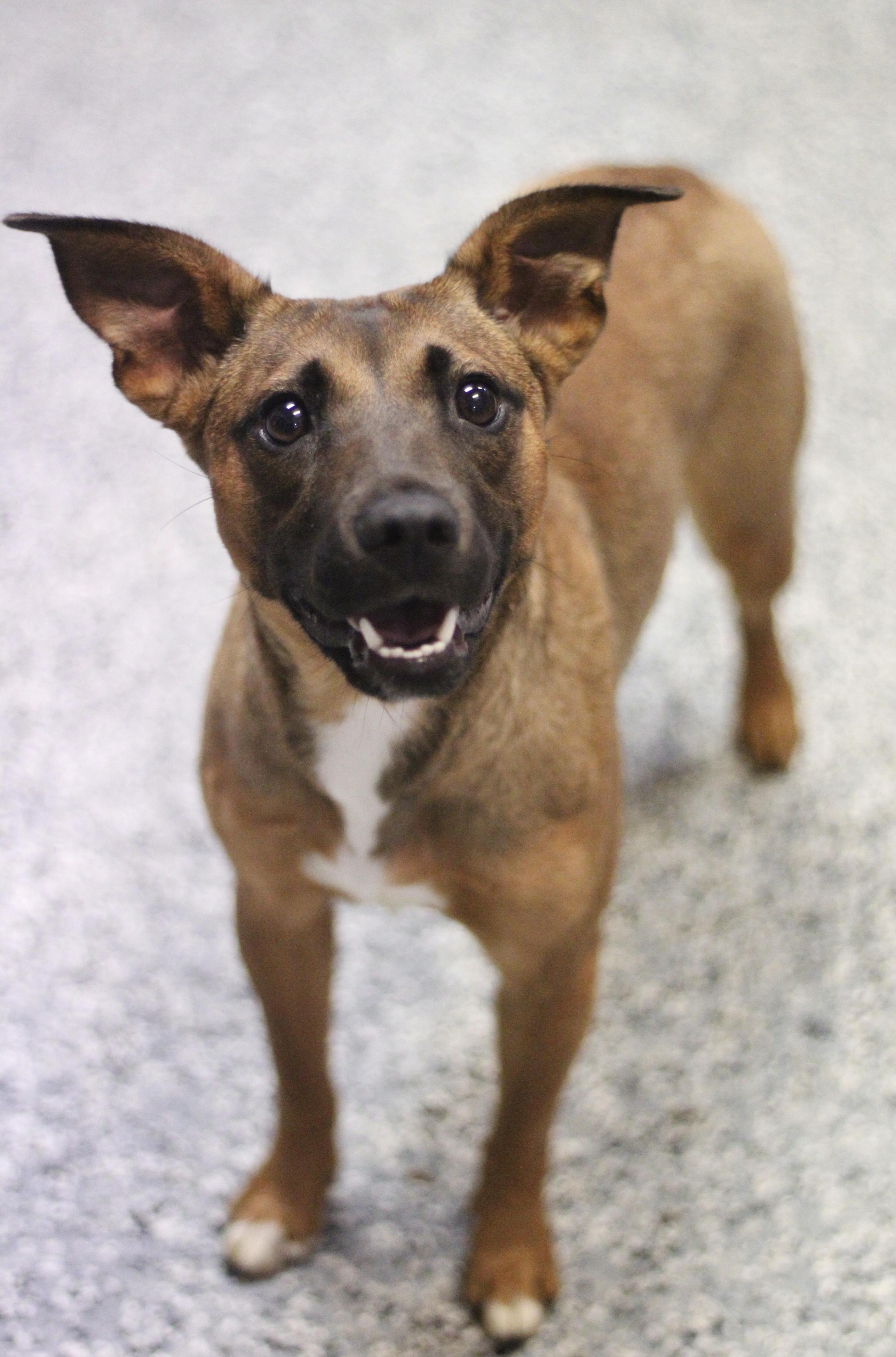 Camden in NH. Come Meet our Adoptable Dogs Wednesday-Saturday. More info in Bio, ADOPTABLE, Adult Female Labrador Retriever.