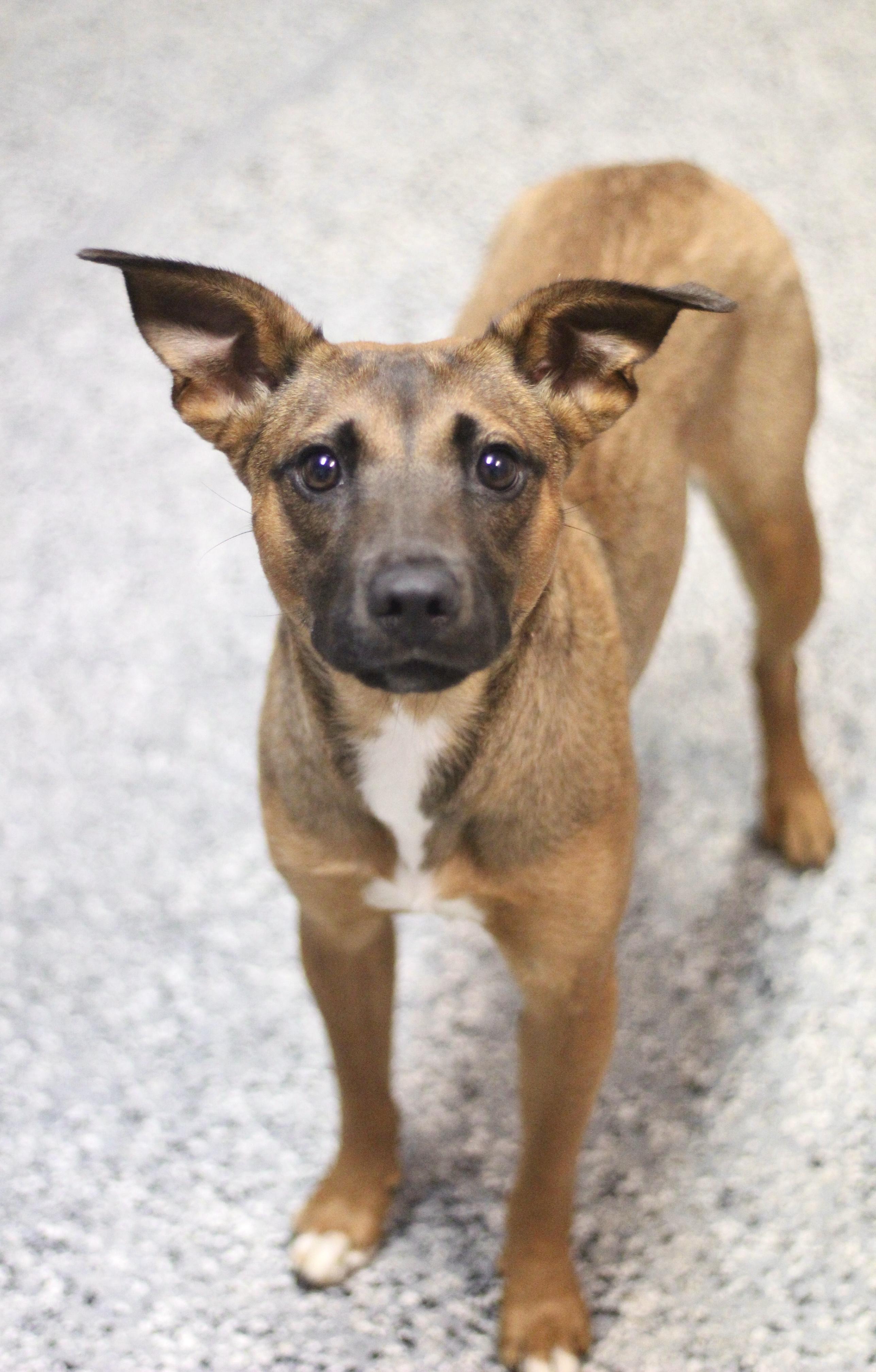 Enlarge Camden in NH. Come Meet our Adoptable Dogs Wednesday-Saturday. More info in Bio, a ADOPTABLE mixed breed in Manchester, NH image 3/3