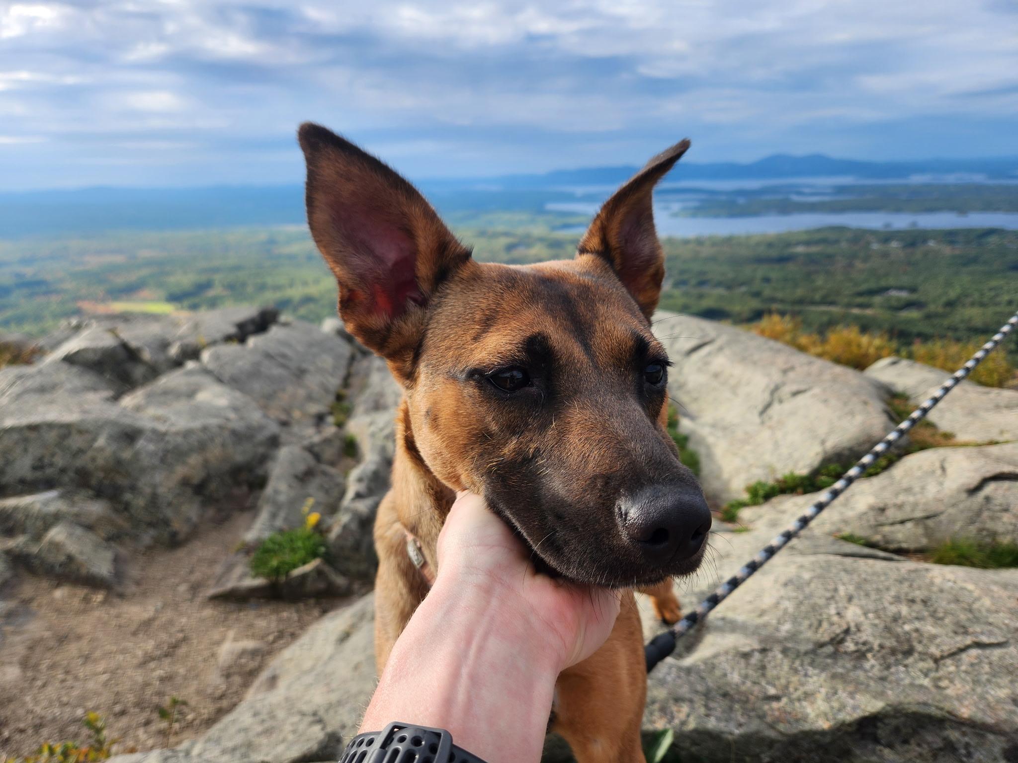Enlarge Camden in NH. Come Meet our Adoptable Dogs Wednesday-Saturday. More info in Bio, a Adoptable mixed breed in Manchester, NH image 4/6