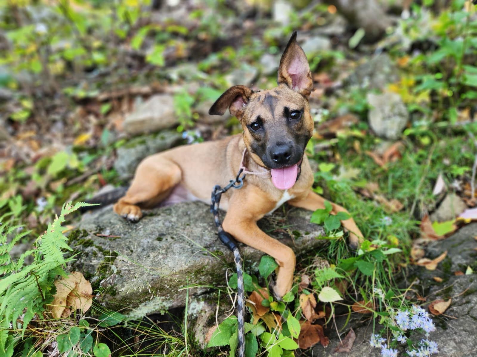 Enlarge Camden in NH. Come Meet our Adoptable Dogs Wednesday-Saturday. More info in Bio, a Adoptable mixed breed in Manchester, NH image 6/6