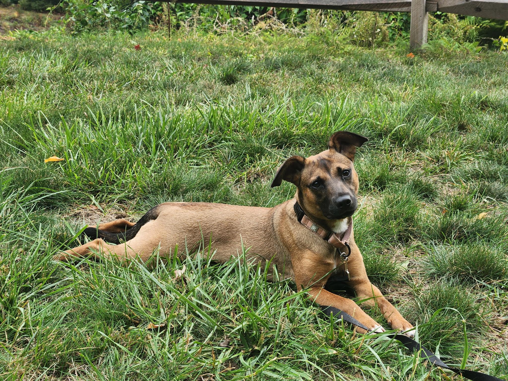 Enlarge Camden in NH. Come Meet our Adoptable Dogs Wednesday-Saturday. More info in Bio, a Adoptable mixed breed in Manchester, NH image 5/6
