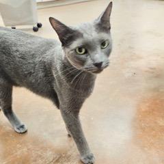 Enlarge Tig, a Adoptable Russian Blue in Green Valley, AZ image 3/6