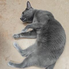 Enlarge Tig, a Adoptable Russian Blue in Green Valley, AZ image 6/6