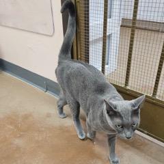 Enlarge Tig, a Adoptable Russian Blue in Green Valley, AZ image 5/6