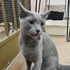 Enlarge Tig, a Adoptable Russian Blue in Green Valley, AZ image 2/6