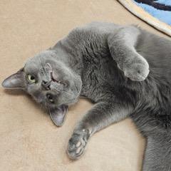 Enlarge Tig, a Adoptable Russian Blue in Green Valley, AZ image 4/6