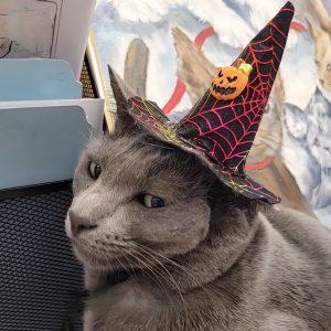 Tig, Adoptable, Young Male Russian Blue.