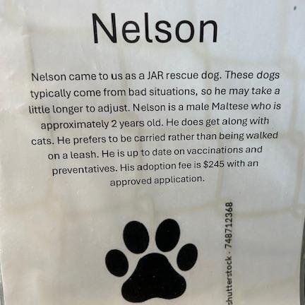 Enlarge Nelson, a ADOPTABLE Maltese in Bryan, OH image 2/2