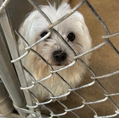 Nelson, ADOPTABLE, Adult Male Maltese.