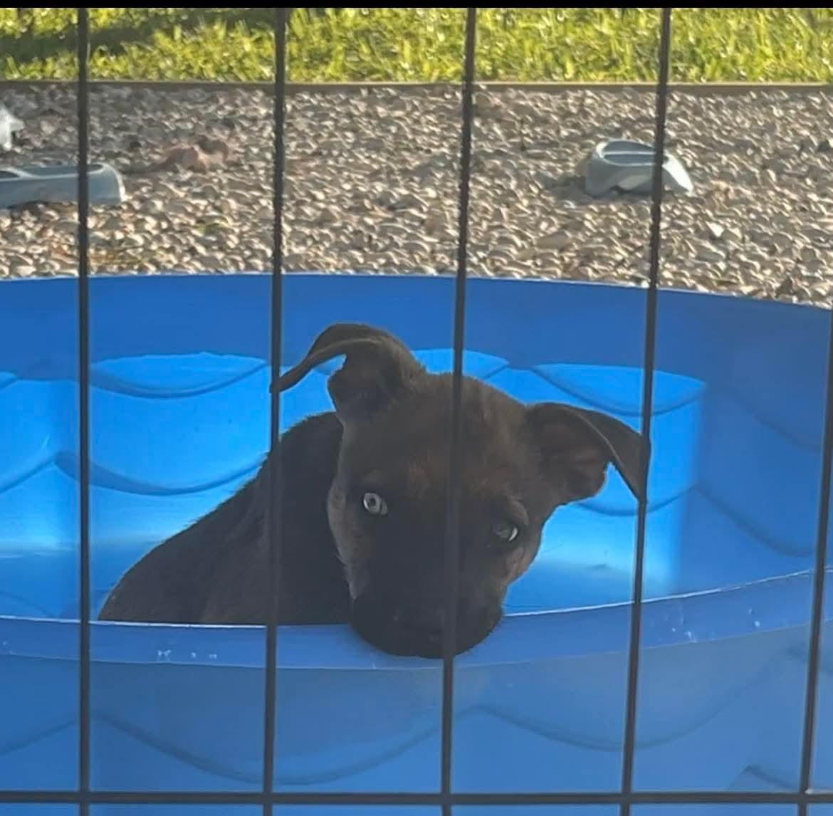 Pepper, Adoptable, Puppy Female Mixed Breed.