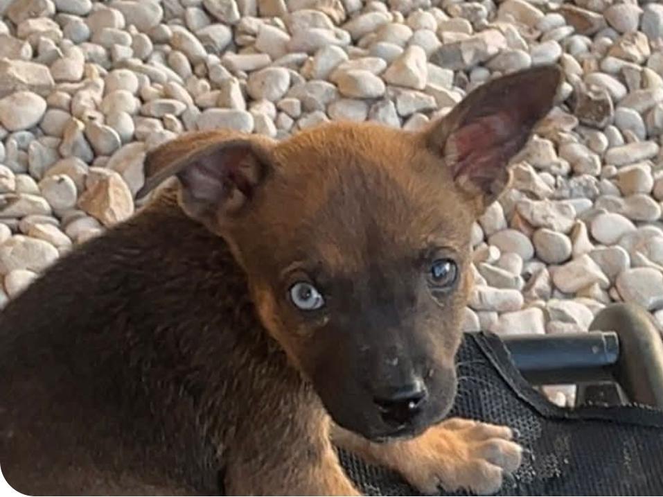 Pepper, a Adoptable mixed breed in Paramus, NJ image 5/6