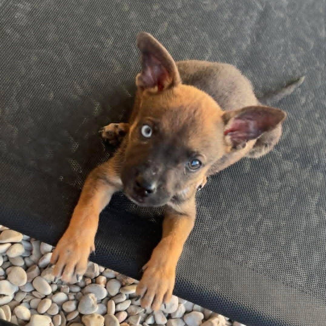 Pepper, a Adoptable mixed breed in Paramus, NJ image 2/6