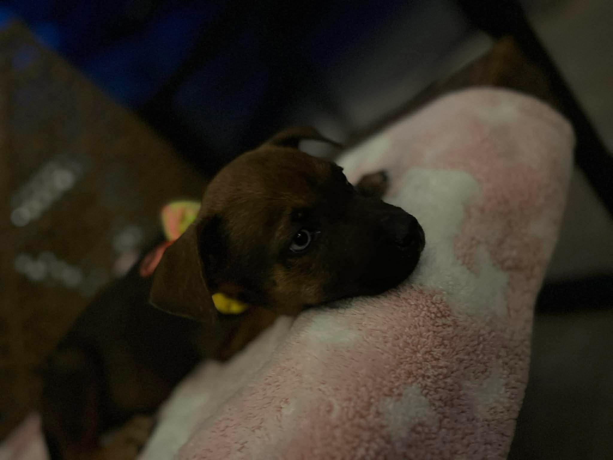 Pepper, a Adoptable mixed breed in Paramus, NJ image 6/6